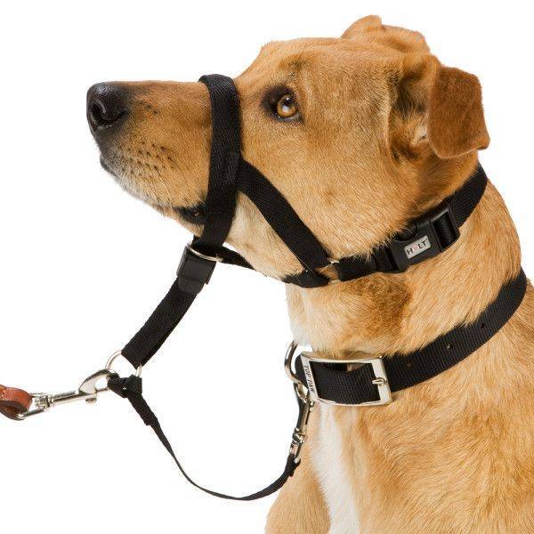 Недоуздок для собак — что это такое, назначение и разновидности
