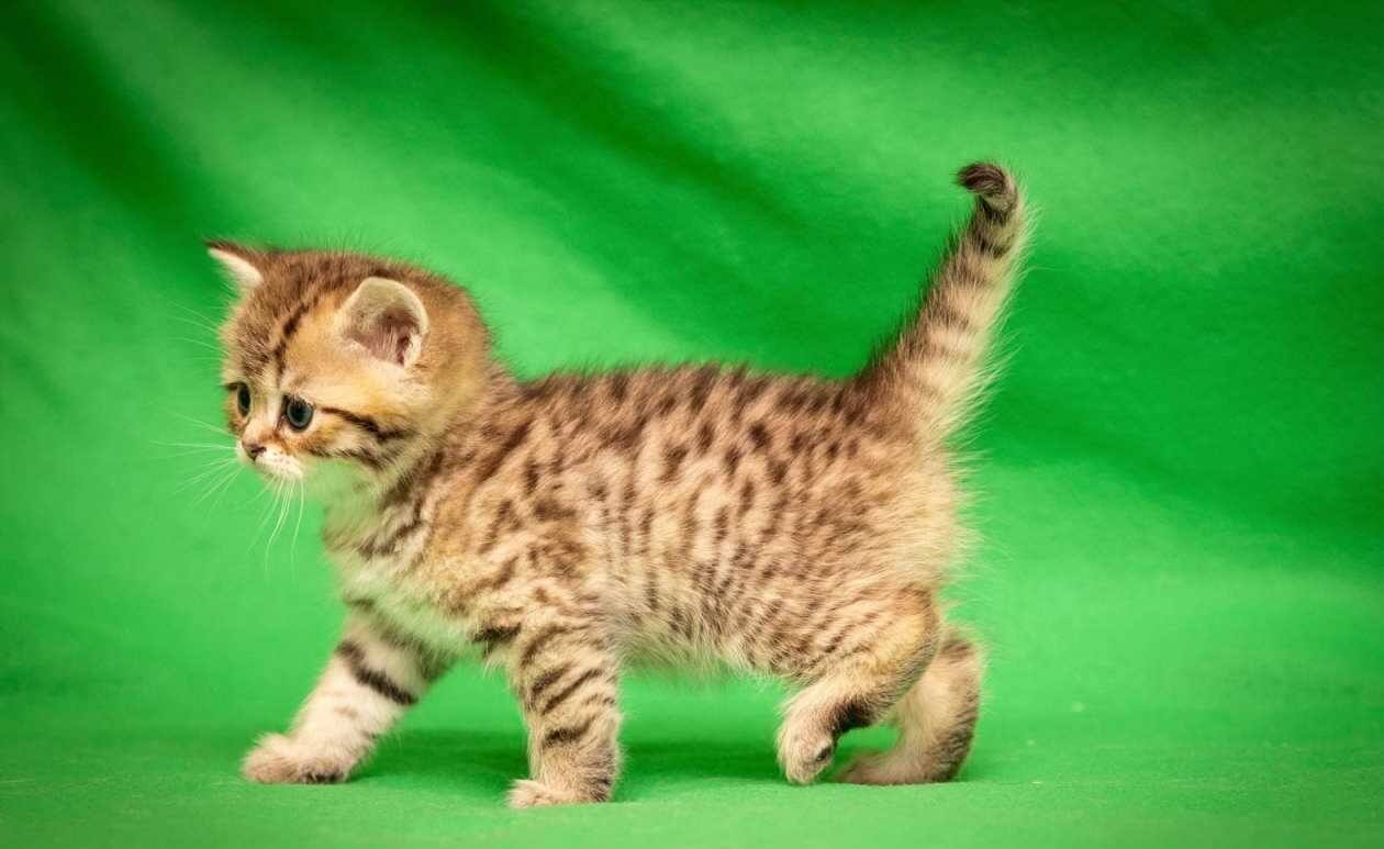 Уссурийская кошка (уссурийский кот, уссури)