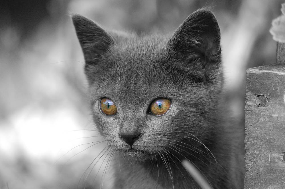 Шартрез, или картезианская кошка