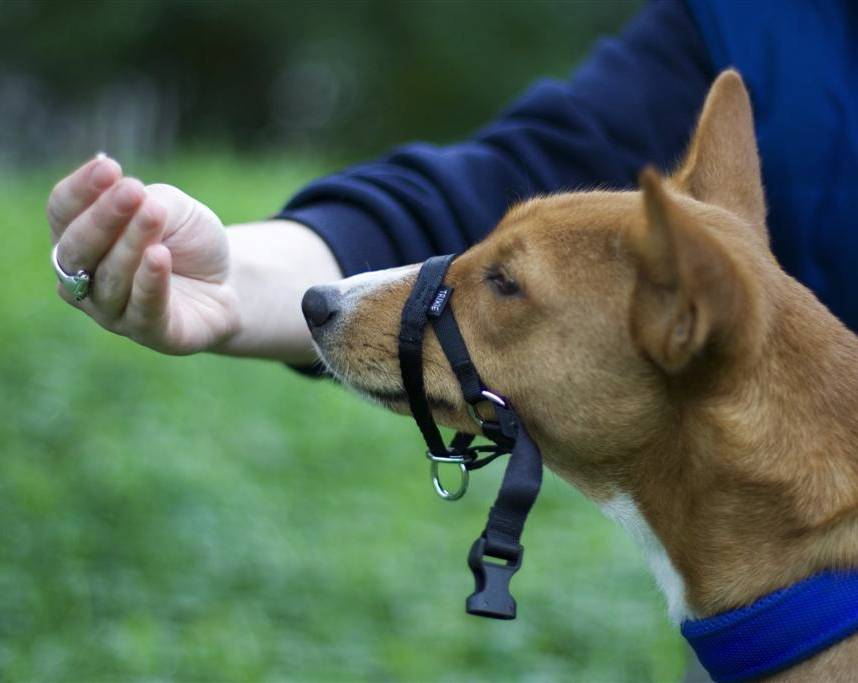 Как сделать недоуздок для собаки своими руками: инструменты и материалы
