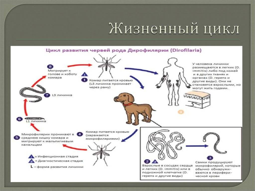 Признаки дирофиляриоза у собак: как вовремя выявить заболевание и вылечить