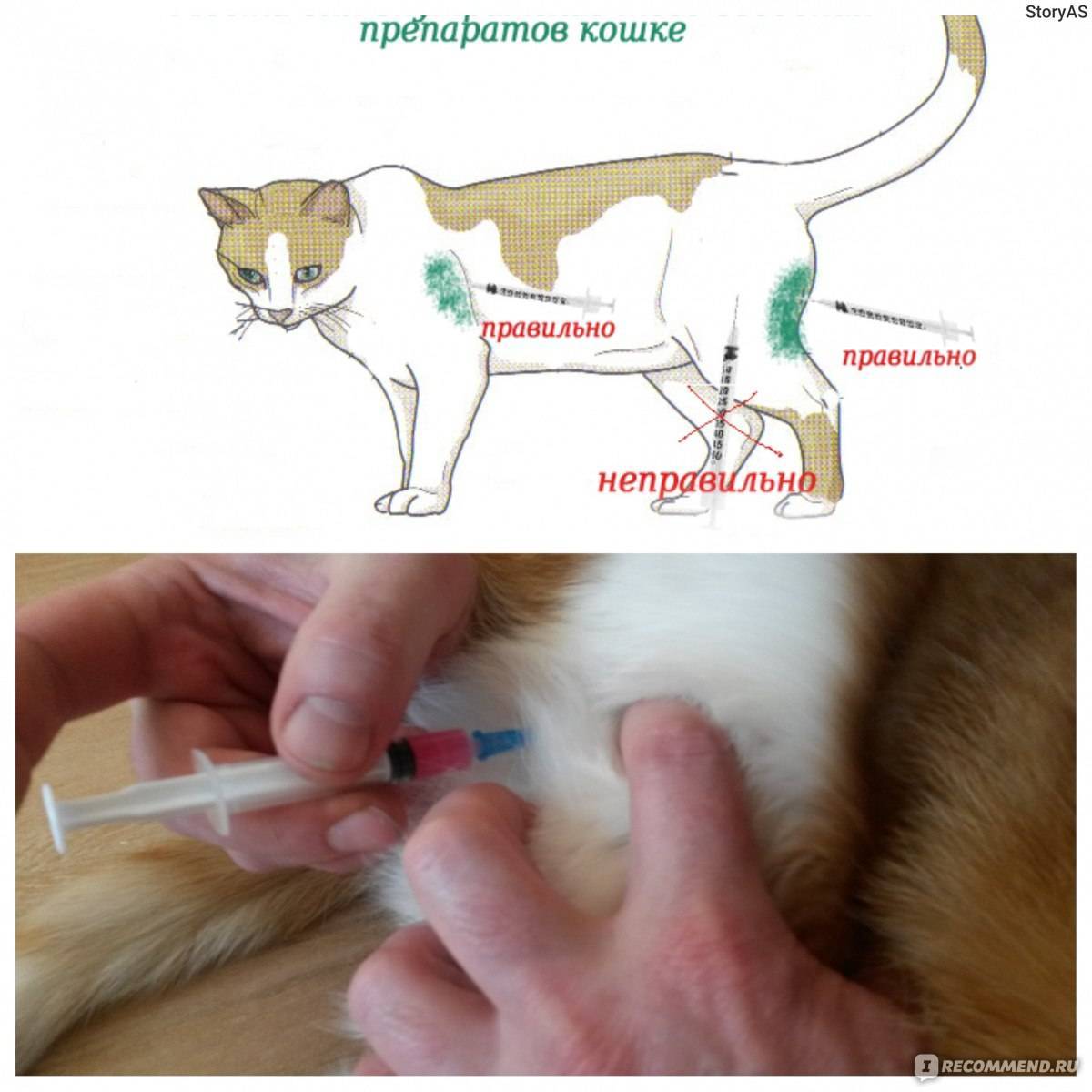Как сделать укол кошке в холку: нюансы подкожной инъекции, выбор инструментов, проведение процедуры поэтапно