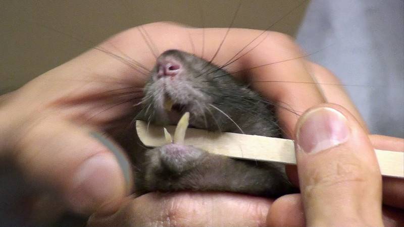 Сколько зубов у серой крысы: фото и строение крысиной челюсти, почему у грызунов они жёлтые или оранжевые, нормально ли это