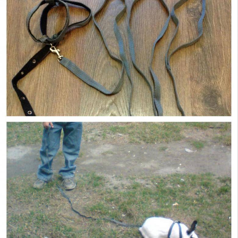 Шлейка для собаки своими руками: как сшить самодельную шлею или упряжку для своего маленького питомца