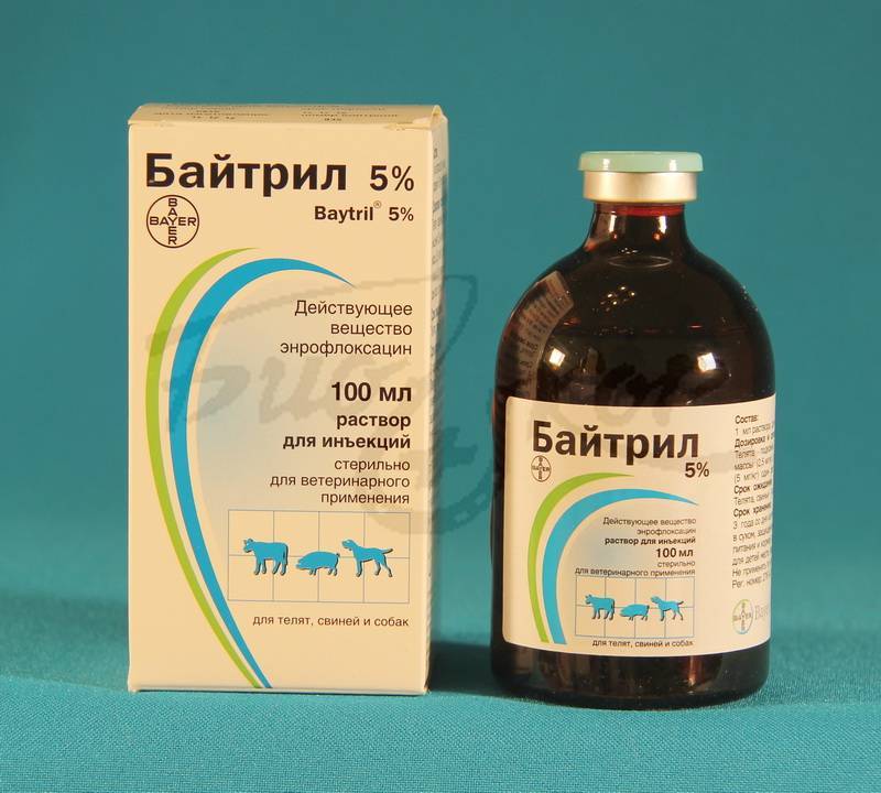 Кокцидиоз у кроликов симптомы и лечение, как давать йод для профилактики, опасность для человека - kotiko.ru