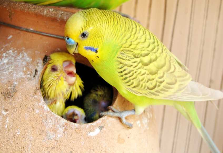 Как выбрать попугая – здорового, красивого и разговорчивого?