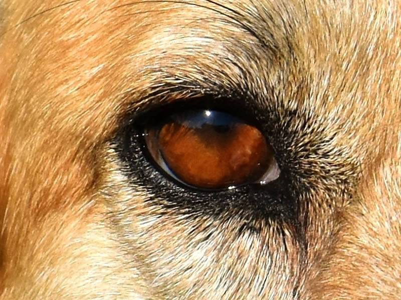 Бельмо на глазу у собаки - как лечить?