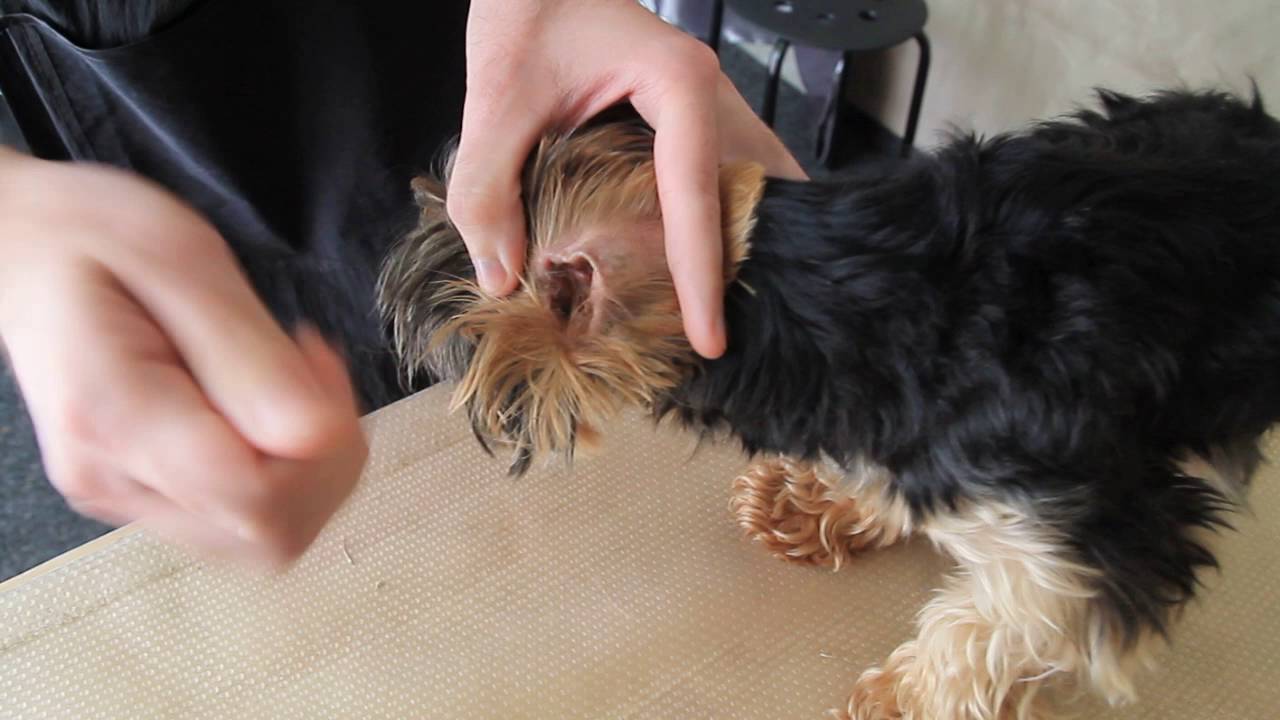 Что делать если собака проглотила резинку для волос
