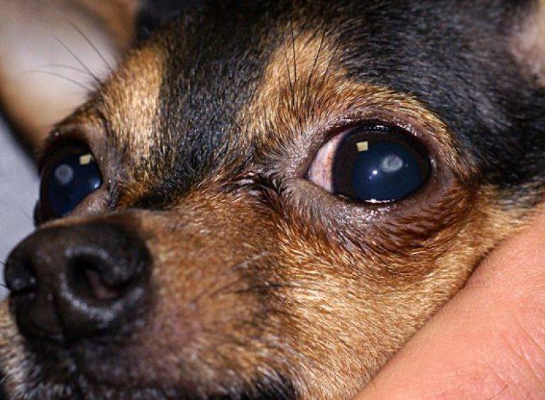 Кератит у собак – современные возможности лечения