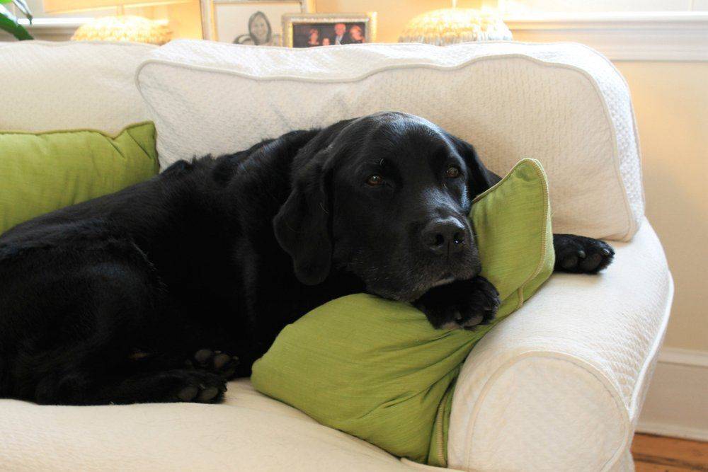 Собака породы лабрадор (лабрадор-ретривер): описание, фото, характеристика, уход