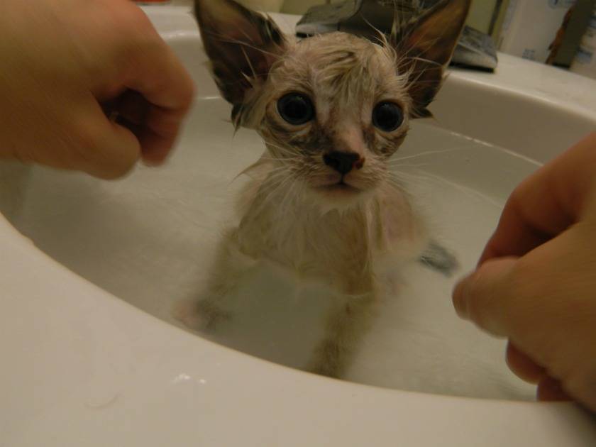 Котятам месяц можно купать. Котенок купается. В каком возрасте купают котят. В какой воде купать кота. Когда можно начинать купать котенка.