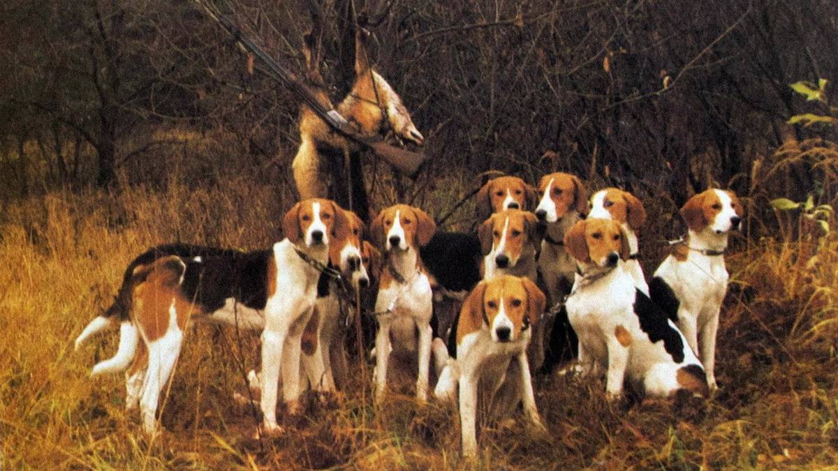 Каких собак называют гончими: описание и фото популярных пород