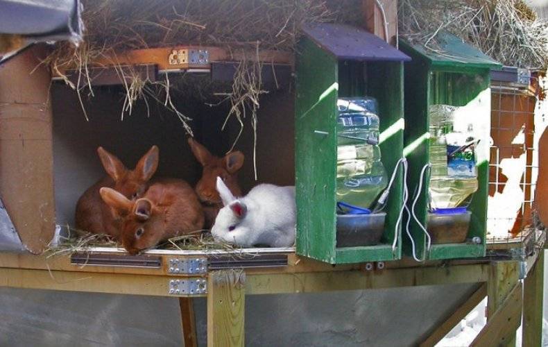 Как поить кроликов зимой при уличном содержании?