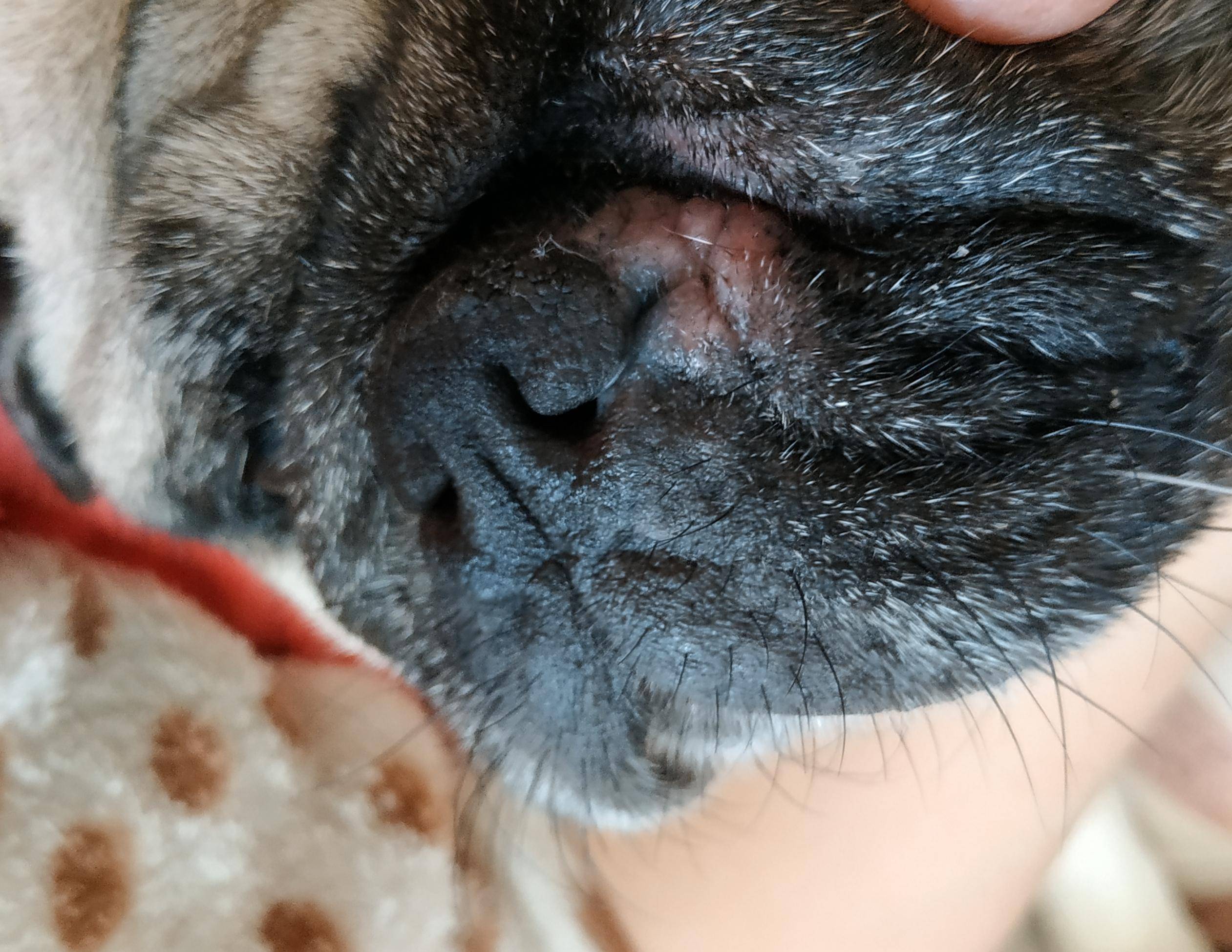 Себорейный дерматит у собак: симптомы и лечение