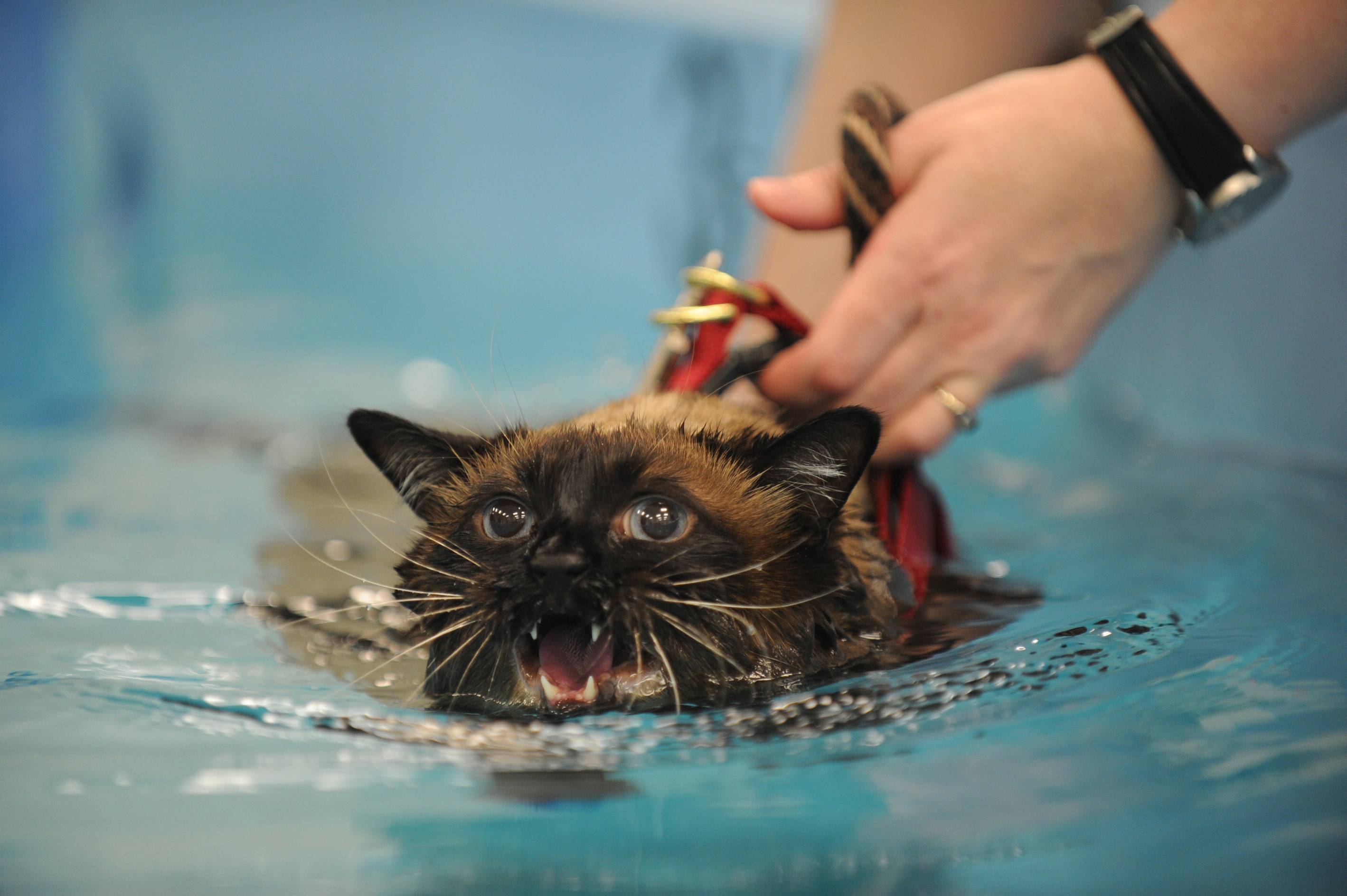 Почему кошки не любят воду? как приучить кошку не бояться воды?