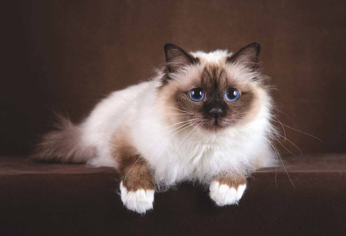 Бирманские кошки: описание породы, характер, здоровье