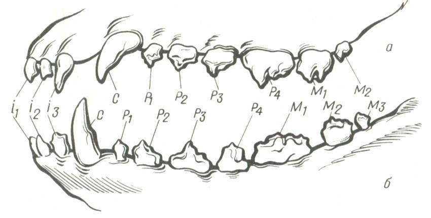 Зубная формула собаки схема