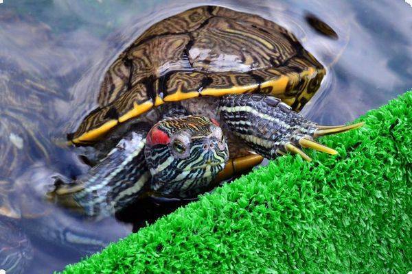 Чем кормить красноухую черепаху — описываем все нюансы
