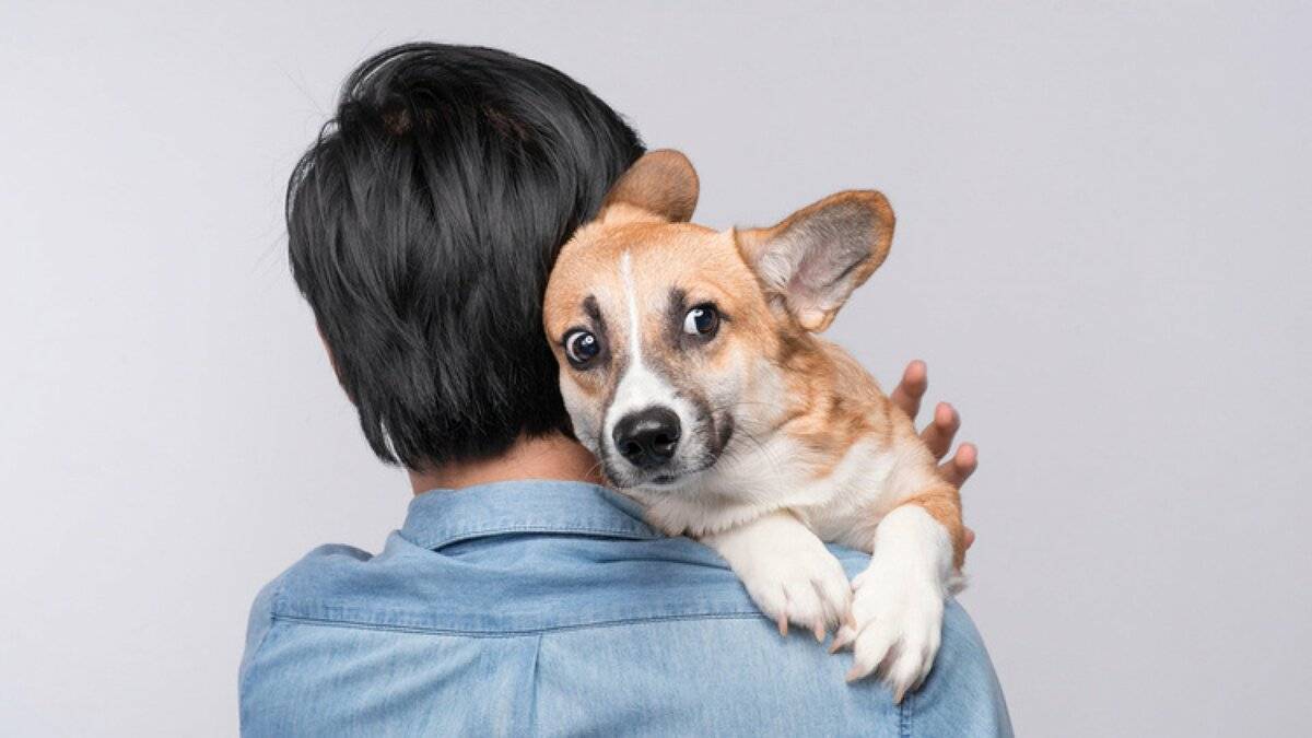 Собака боится других собак: причины и методы устранения фобии | ваши питомцы