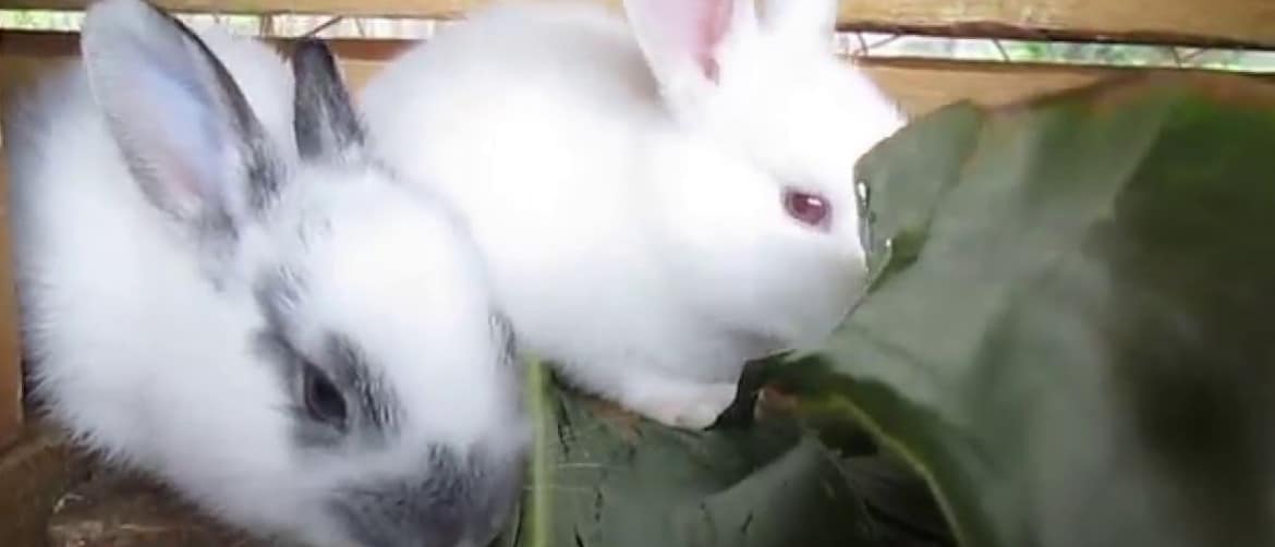 Можно ли кроликам давать тыкву и ее ботву, в каких количествах