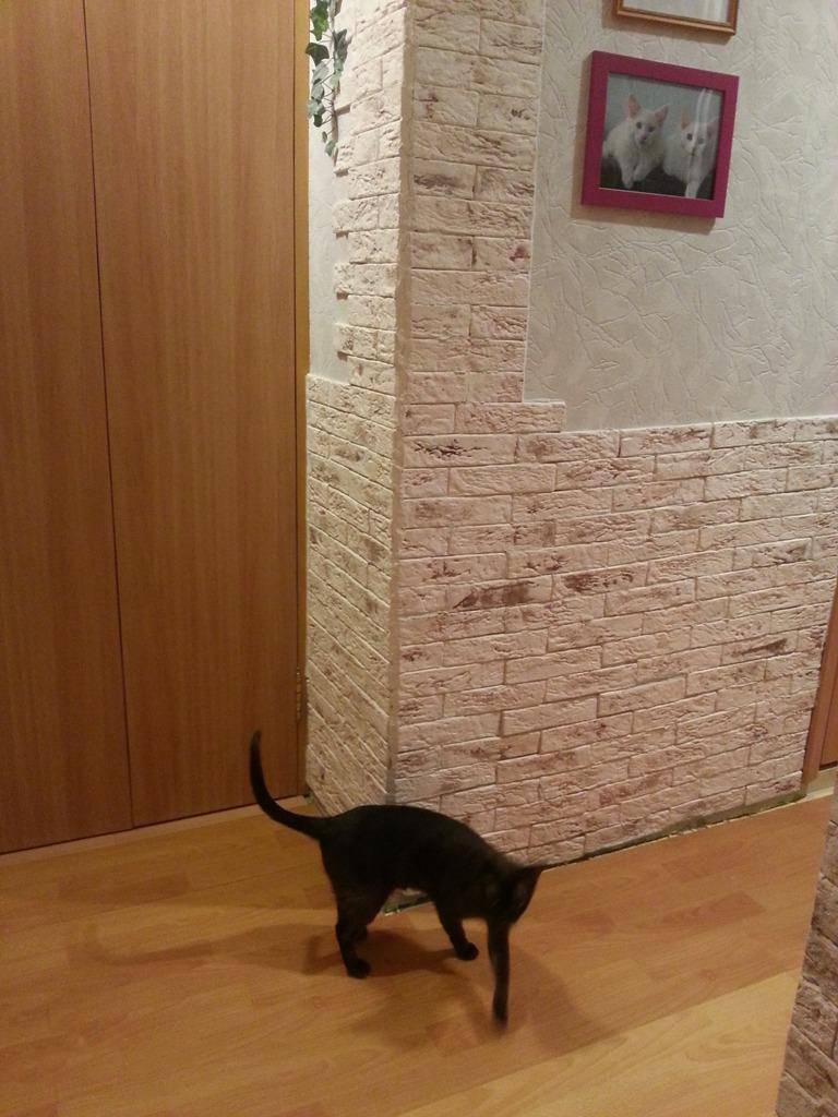 Как отучить кота драть обои и мебель