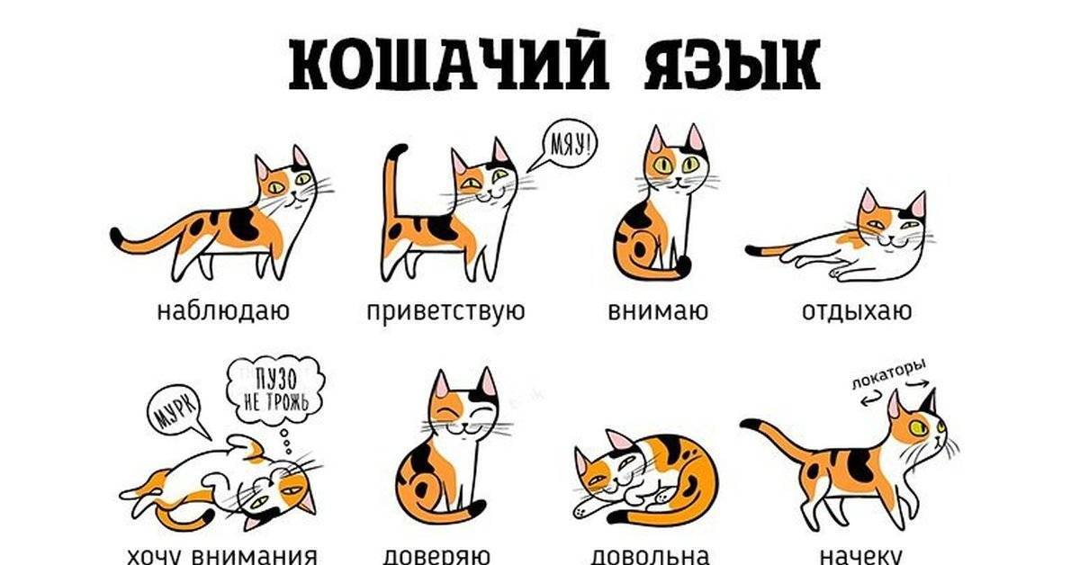 Краткий курс кошачьего языка. урок 2: мяу