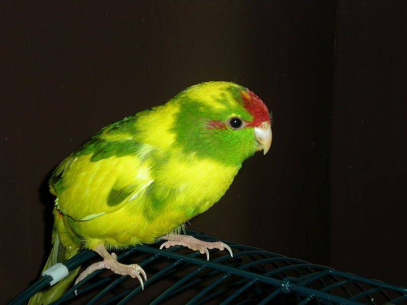 Забавный новозеландский попугай какарик: содержание, разведение, приручение