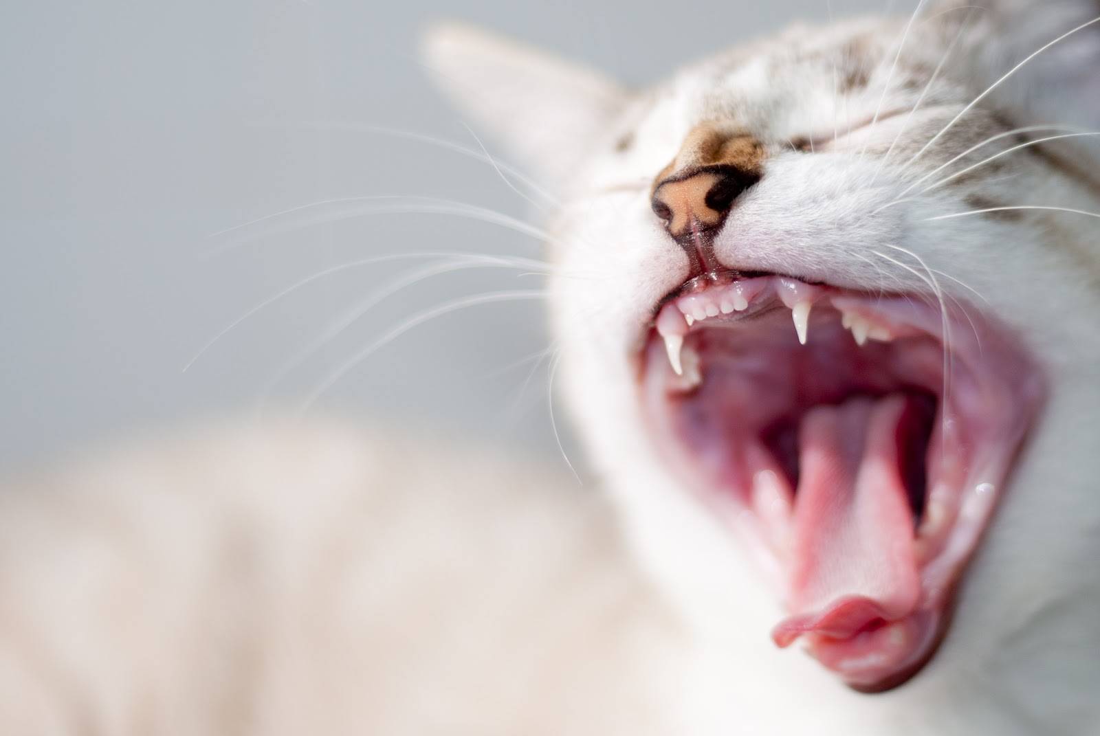 Гингивит у кошек: причины, симптомы и лечение | главная