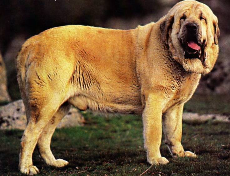 8 португальских пород собак, с которыми вы должны познакомиться - домашние питомцы - 2022