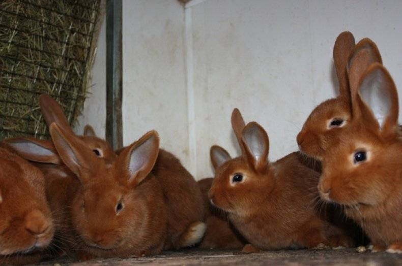 Купить кроликов в орле. Кролики породы НЗК. Новозеландский красный (НЗК. Новозеландский красный кролик. Кролики породы новозеландцы черные.