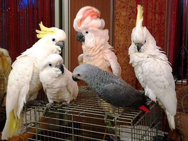 Сколько стоит попугай какаду: стоимость белого с хохолком в зоомагазине в рублях, цена на говорящего в россии