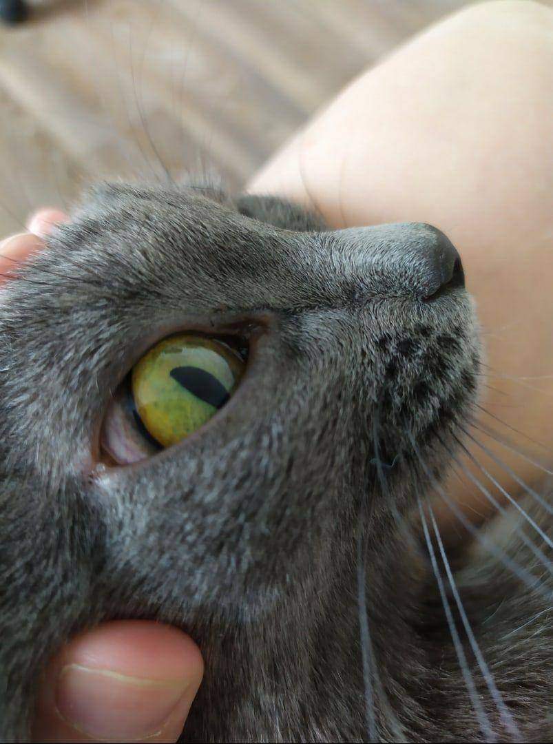 Как промыть глаза кошке или котенку: средства и описание процедуры