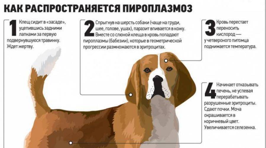 Пироплазмоз у собак (бабезиоз): симптомы, лечение, препараты | petguru