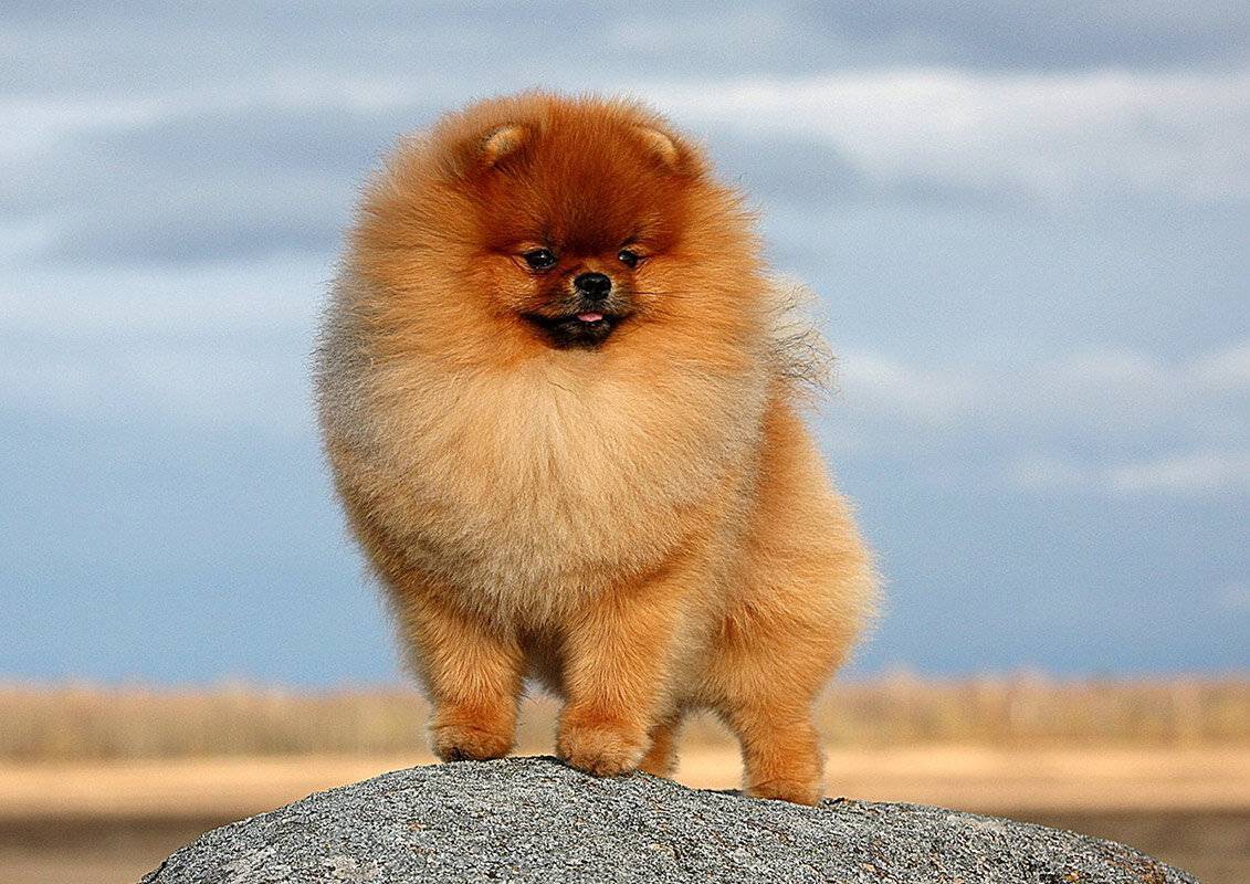 Самые красивые собаки в мире: фото, описание породы, топ 2020 года