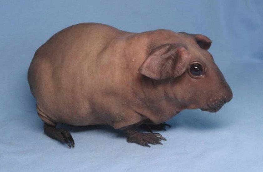 Большая морская свинка куи — самая большая свинка в мире описание и особенности содержания