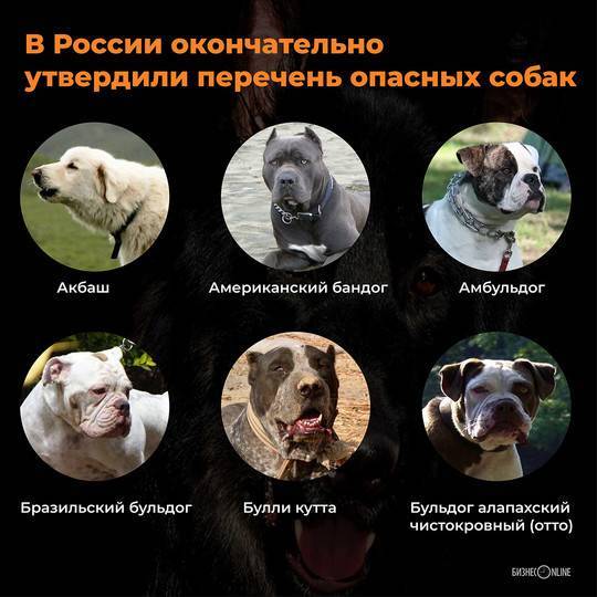 Список потенциально опасных пород собак