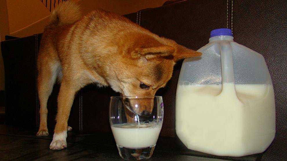 Можно ли давать собаке молоко?
