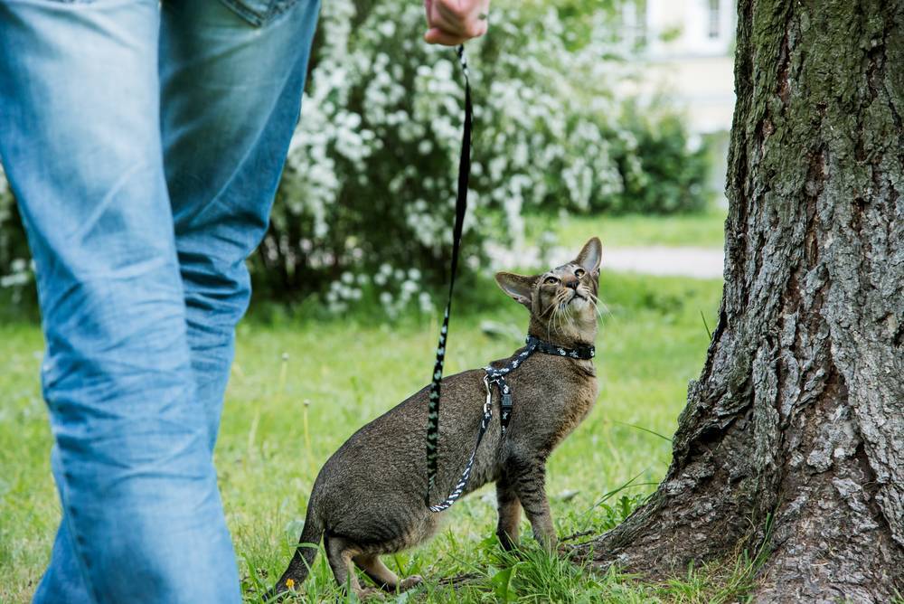 Можно ли гулять с кошкой: мифы о прогулках на поводке