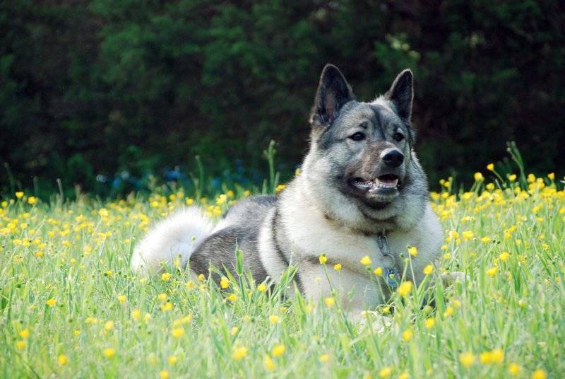 Скандинавские породы - норвежские, шведские, датские и финские породы собак с фото и названиями.