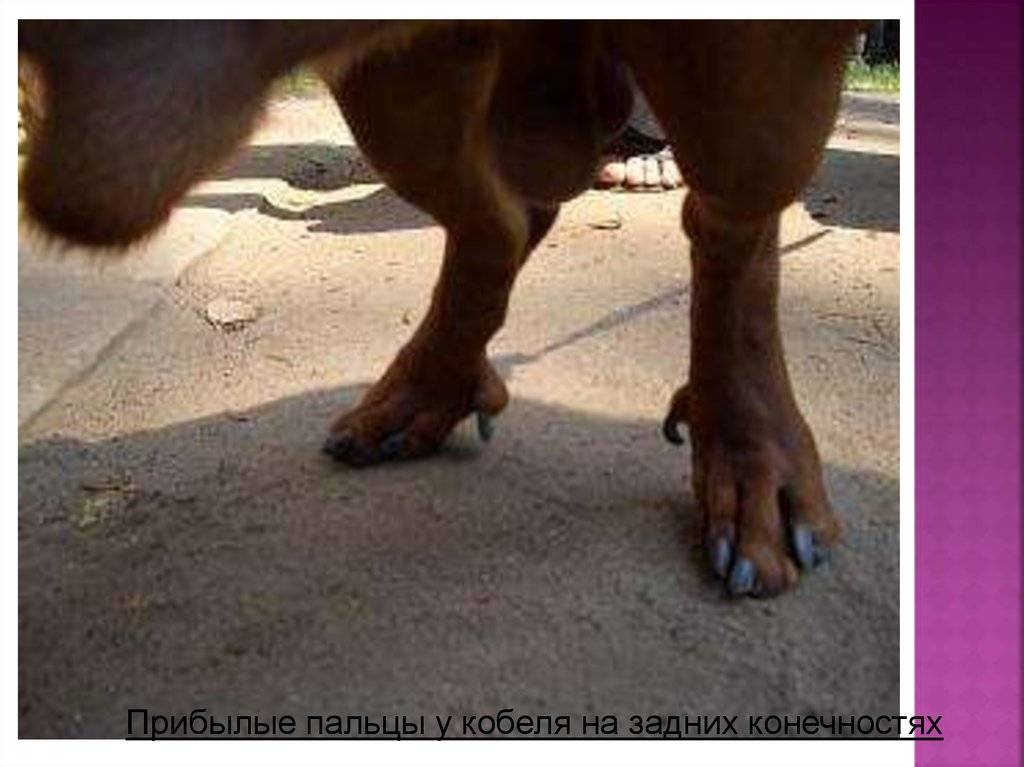 Породы собак с прибылыми пальцами на задних конечностях