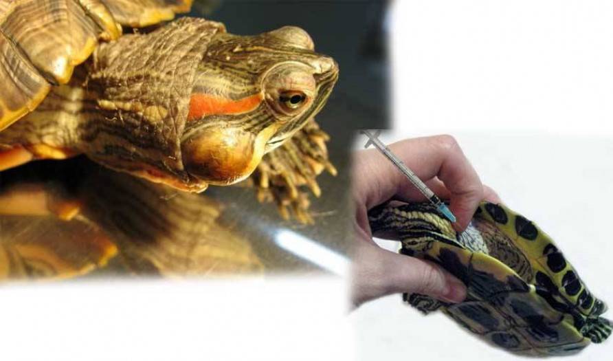 У красноухой черепахи опухли глаза и не открываются: что делать?