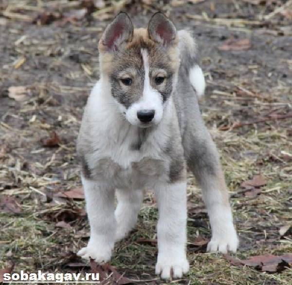 Купить Щенки Лайки В Москве Цена