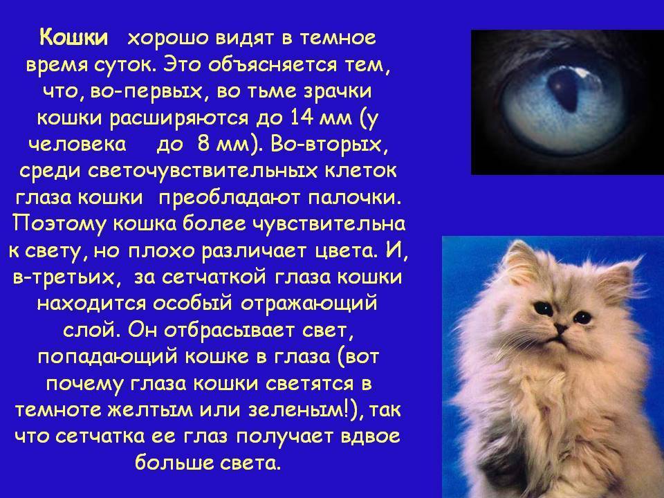 Строение глаза кошки и кота: схема, фото