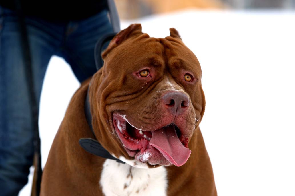 ᐉ самая злая собака в мире - фото и описание - zoovet24.ru