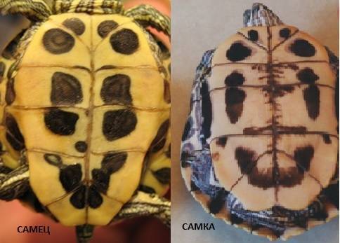 ᐉ как определить пол у черепахи красноухой? - zooshop-76.ru