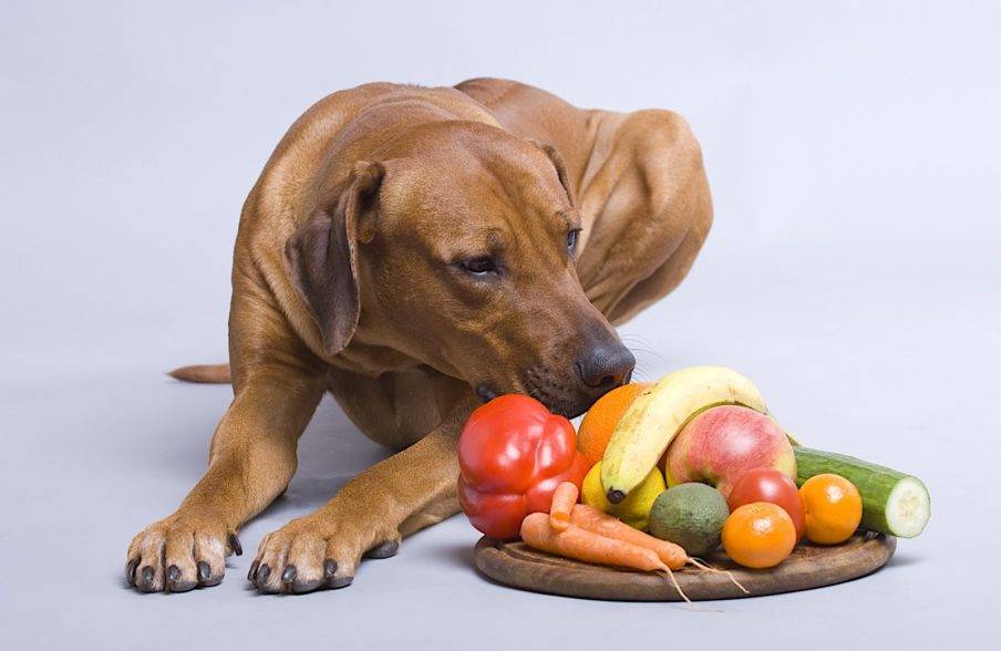 Чем нельзя кормить щенка?