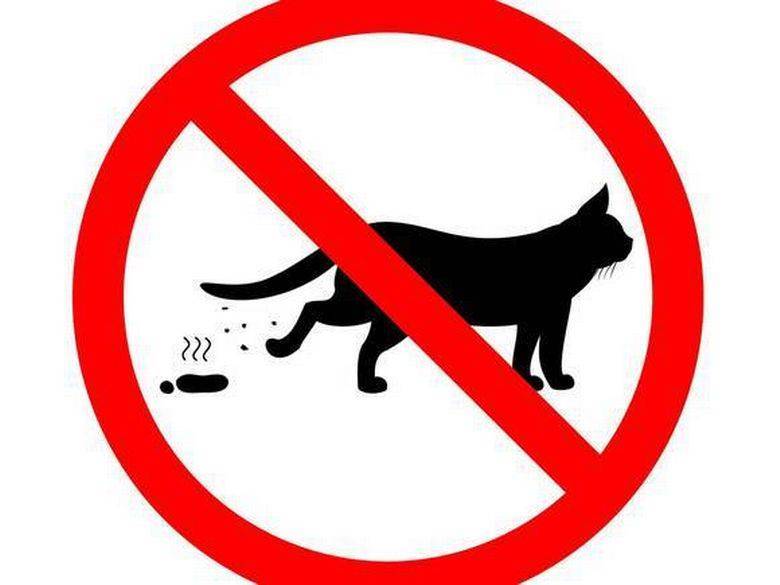 Почему на шпицбергене нельзя держать кошек, а также другие запреты местности