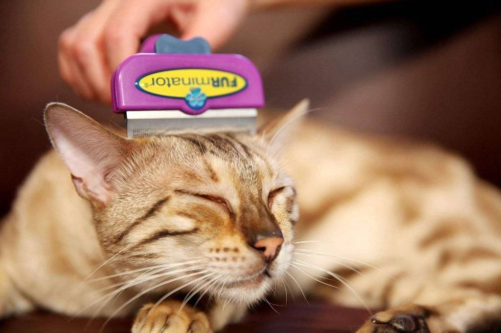 Фурминатор для кошек: незаменимый гаджет для домашнего ухода