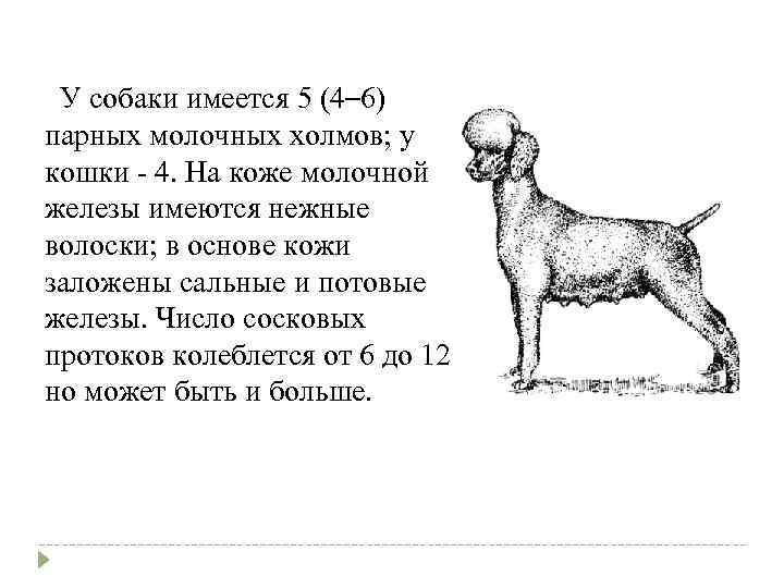 Особенности строения сосков у собаки: сколько титек должно быть в норме