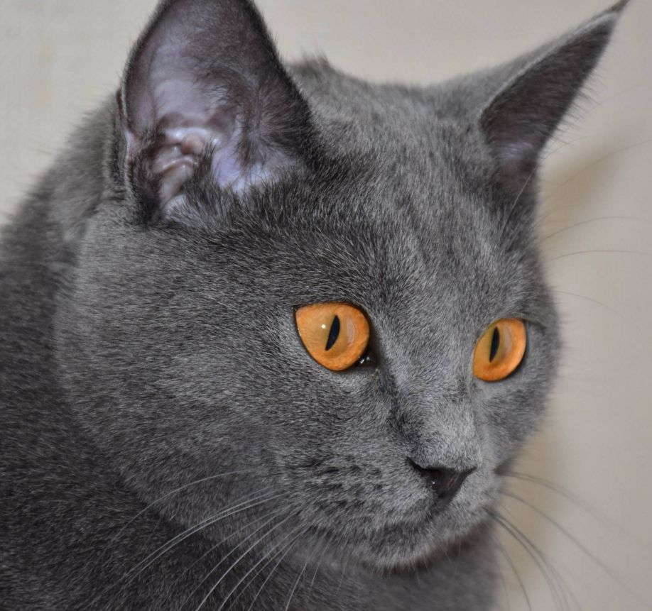 Чем знамениты картезианские кошки и почему они ценятся - мир кошек